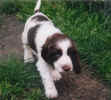 Finnegan 