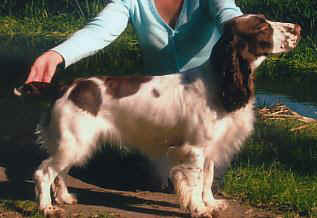 nadavin field spaniels